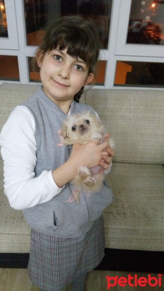 Pekingese, Köpek  DİŞİ PEKİNEZ fotoğrafı