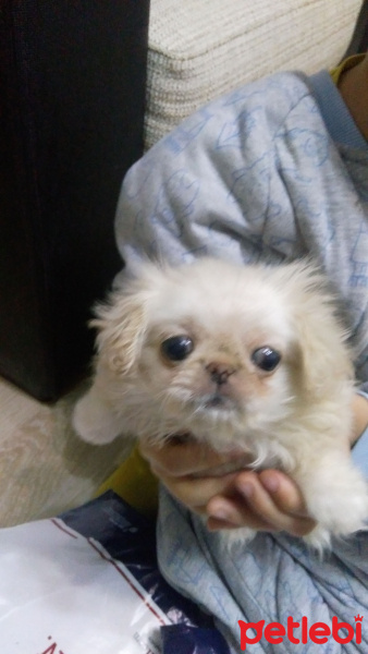 Pekingese, Köpek  DİŞİ PEKİNEZ fotoğrafı