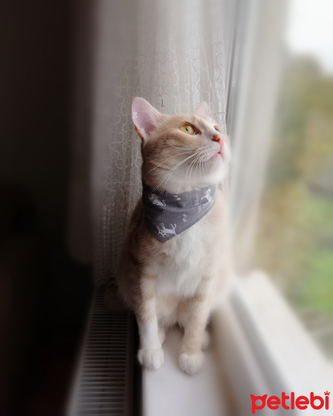 Tekir Kedi, Kedi  Bo fotoğrafı