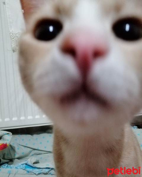 Tekir Kedi, Kedi  Bo fotoğrafı