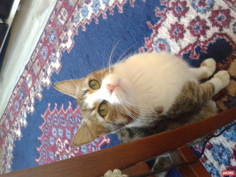 Tekir Kedi, Kedi  SARI fotoğrafı