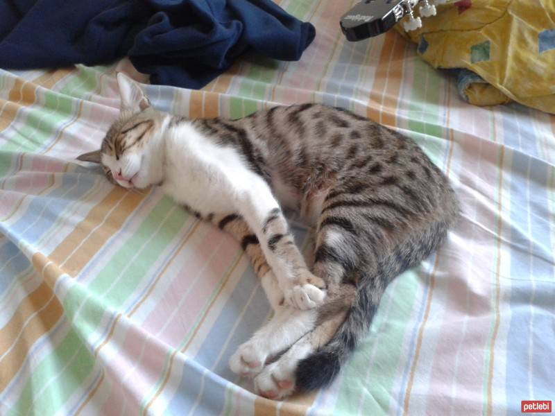 Tekir Kedi, Kedi  SARI fotoğrafı