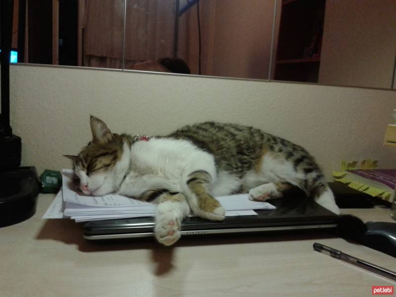 Tekir Kedi, Kedi  SARI fotoğrafı