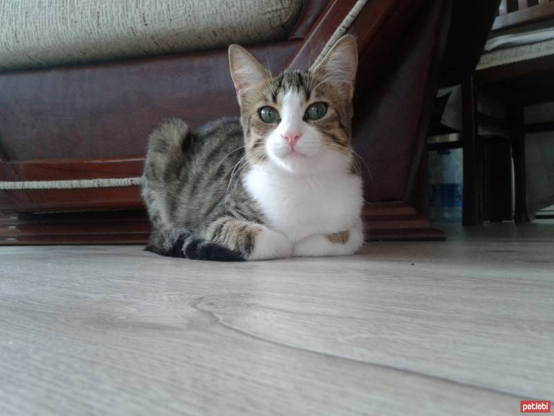 Tekir Kedi, Kedi  SARI fotoğrafı