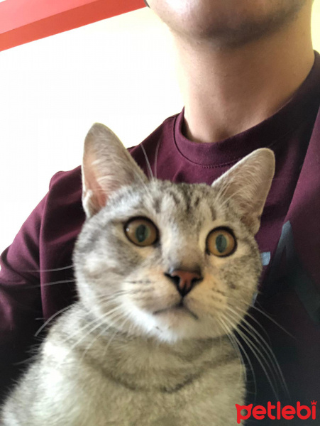 Tekir Kedi, Kedi  Duman fotoğrafı