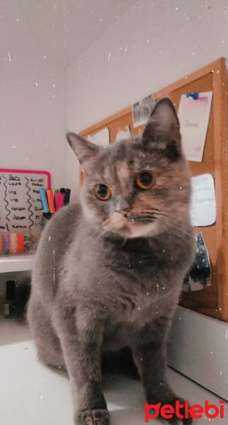 British Shorthair, Kedi  Ballı fotoğrafı