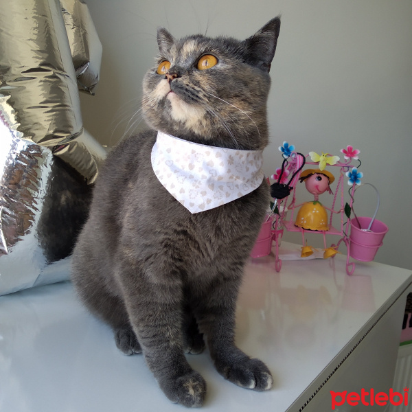 British Shorthair, Kedi  Ballı fotoğrafı