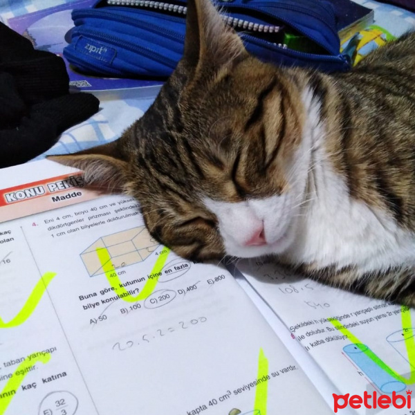 Tekir Kedi, Kedi  Badem fotoğrafı