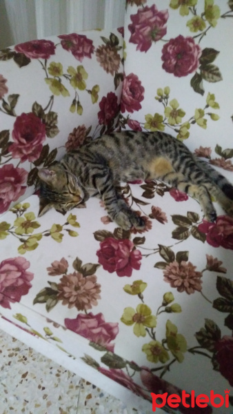 Tekir Kedi, Kedi  Bozz fotoğrafı