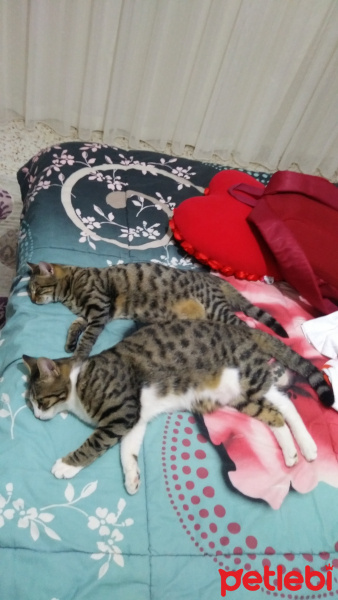 Tekir Kedi, Kedi  Bozz fotoğrafı