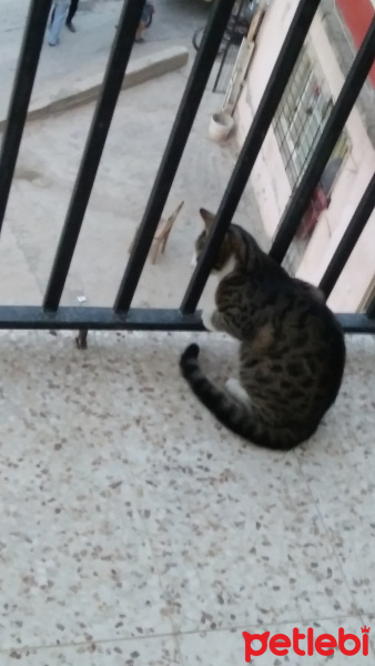 Tekir Kedi, Kedi  Bozz fotoğrafı