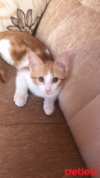 Sarman, Kedi  Leo fotoğrafı