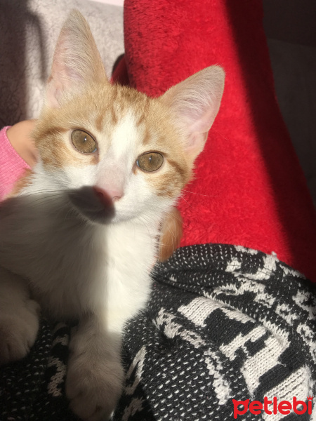 Sarman, Kedi  Leo fotoğrafı