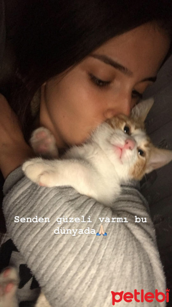 Sarman, Kedi  Leo fotoğrafı