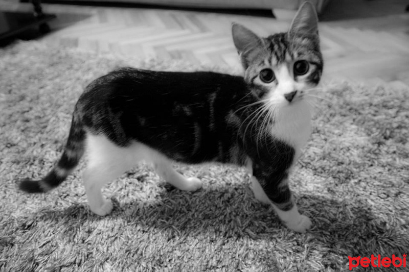 Tekir Kedi, Kedi  Yosma fotoğrafı