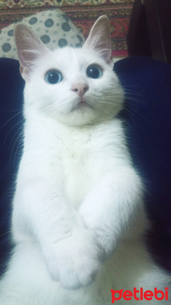 Ankara Kedisi, Kedi  Şeker fotoğrafı