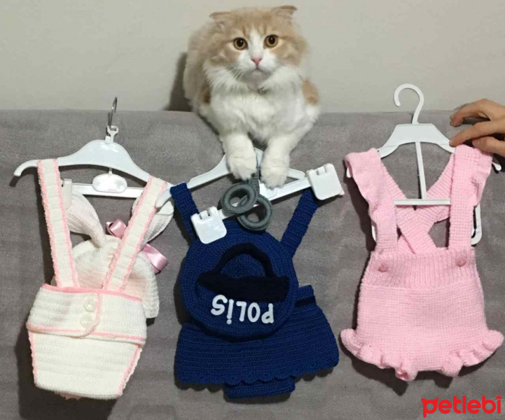 Scottish Fold, Kedi  Behlül fotoğrafı