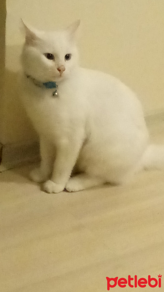 Van Kedisi, Kedi  Casper fotoğrafı