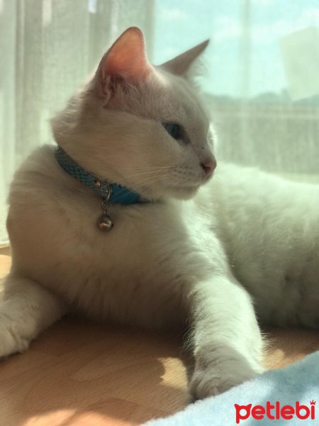 Van Kedisi, Kedi  Casper fotoğrafı