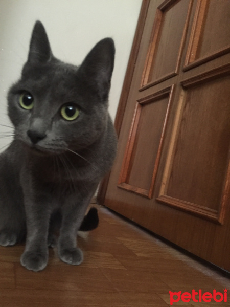 Mavi Rus, Kedi  Şakir fotoğrafı