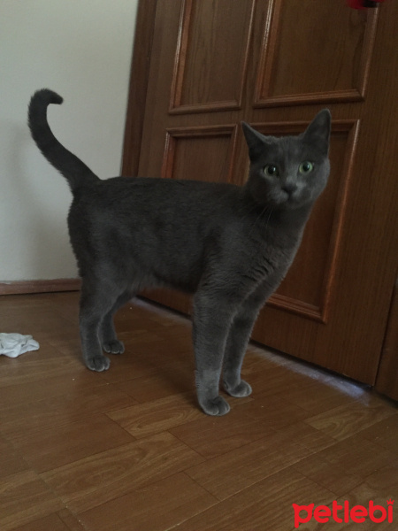 Mavi Rus, Kedi  Şakir fotoğrafı
