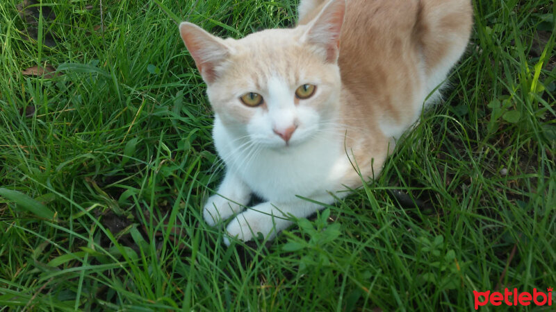 Tekir Kedi, Kedi  Benjamin fotoğrafı