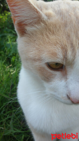 Tekir Kedi, Kedi  Benjamin fotoğrafı