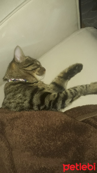 Tekir Kedi, Kedi  Pati fotoğrafı