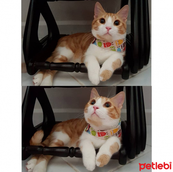 Sarman, Kedi  Teo fotoğrafı