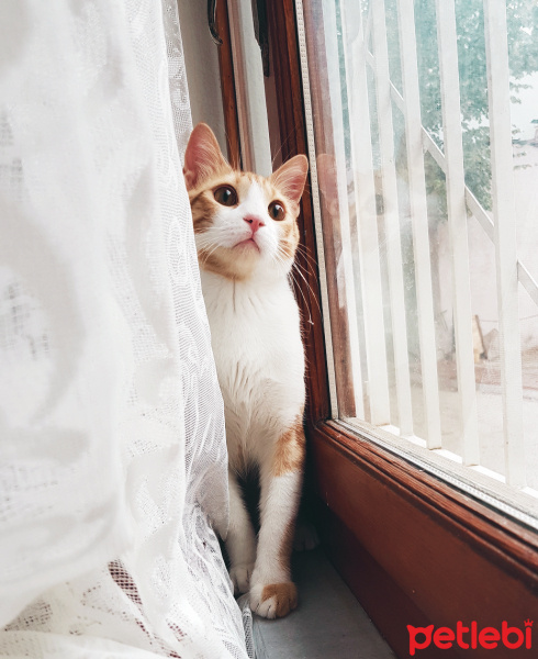 Sarman, Kedi  Teo fotoğrafı