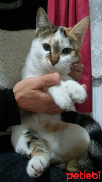 Tekir Kedi, Kedi  mars fotoğrafı