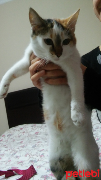 Tekir Kedi, Kedi  mars fotoğrafı