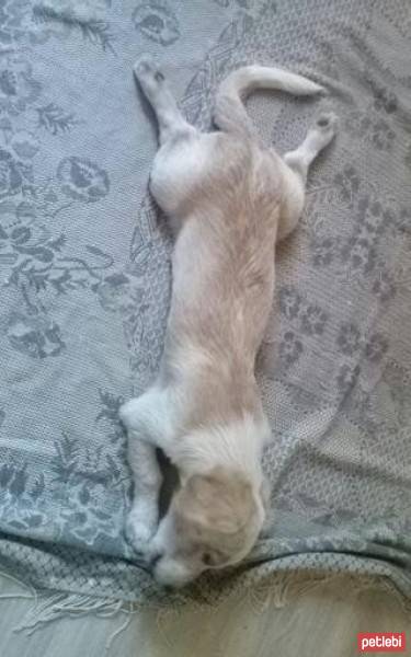 Golden Retriever, Köpek  GOLD fotoğrafı