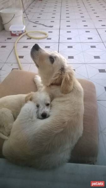 Golden Retriever, Köpek  GOLD fotoğrafı