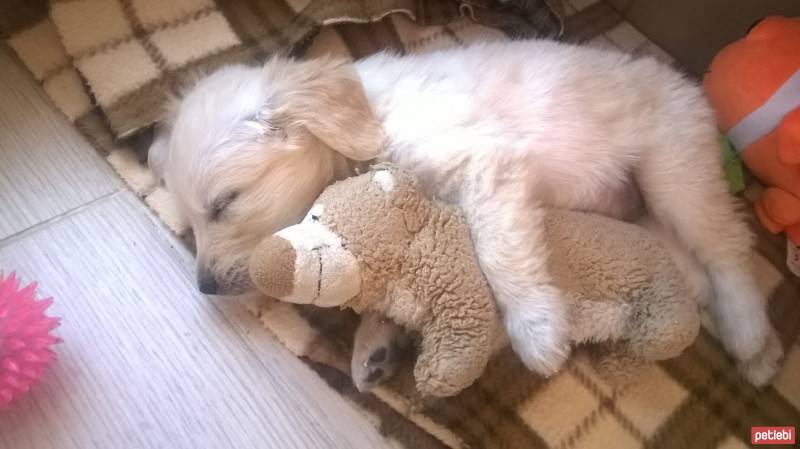 Golden Retriever, Köpek  GOLD fotoğrafı