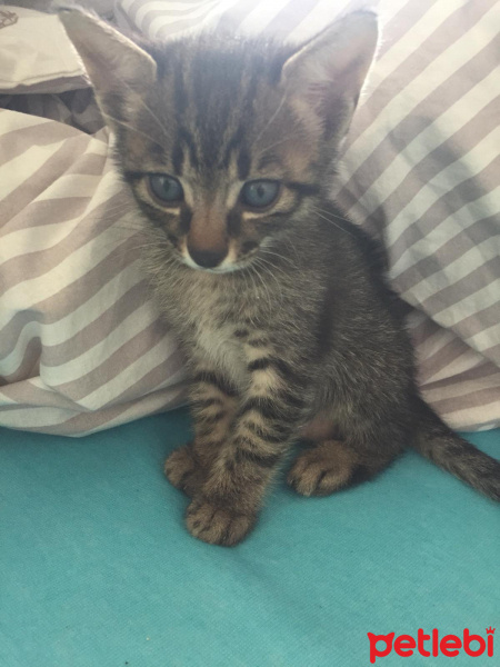 Tekir Kedi, Kedi  Müzeyyen fotoğrafı