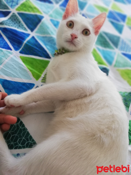 Ankara Kedisi, Kedi  Şeker fotoğrafı
