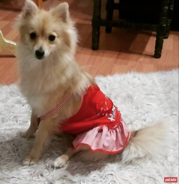Pomeranyalı, Köpek  Lina fotoğrafı