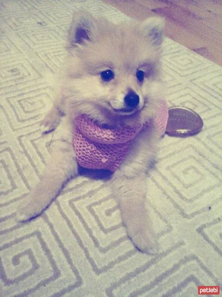 Pomeranyalı, Köpek  Lina fotoğrafı
