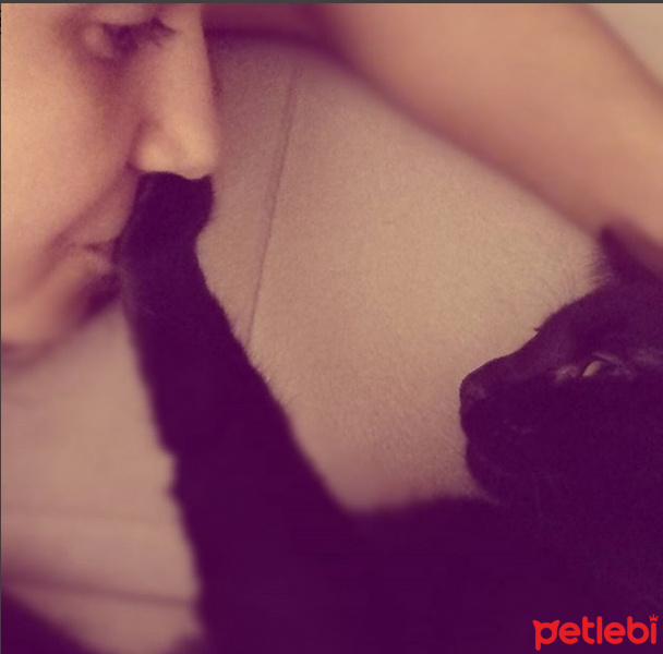 Bombay, Kedi  Üzüm fotoğrafı