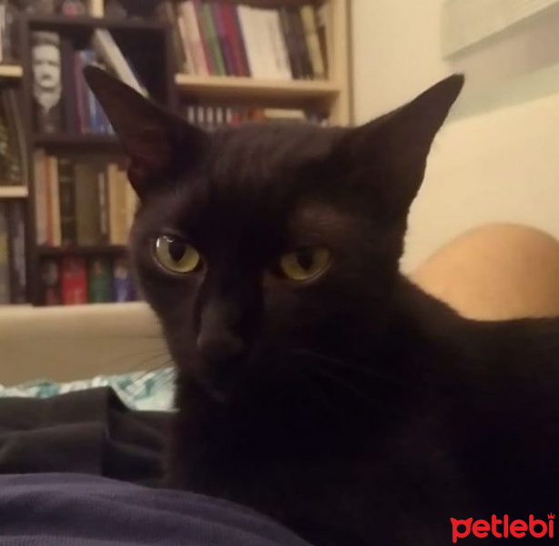 Bombay, Kedi  Üzüm fotoğrafı