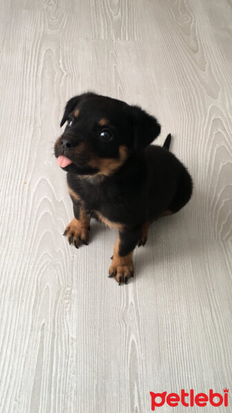 Rottweiler, Köpek  Hers fotoğrafı