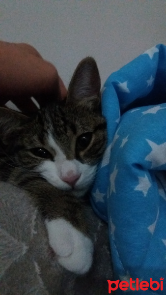 Tekir Kedi, Kedi  Çakıl fotoğrafı