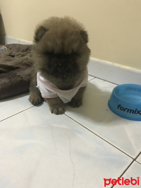 Chow Chow (çin Aslanı), Köpek  Rocky fotoğrafı