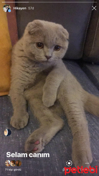Scottish Fold, Kedi  Duman fotoğrafı