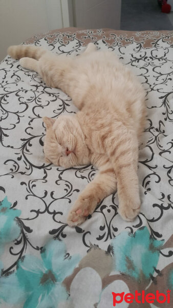 Scottish Fold, Kedi  Ponçik fotoğrafı