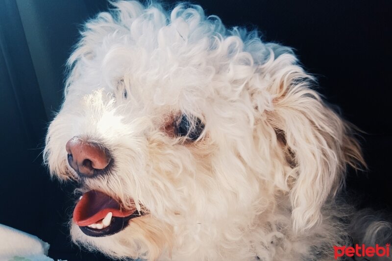 Maltese, Köpek  Köpük fotoğrafı