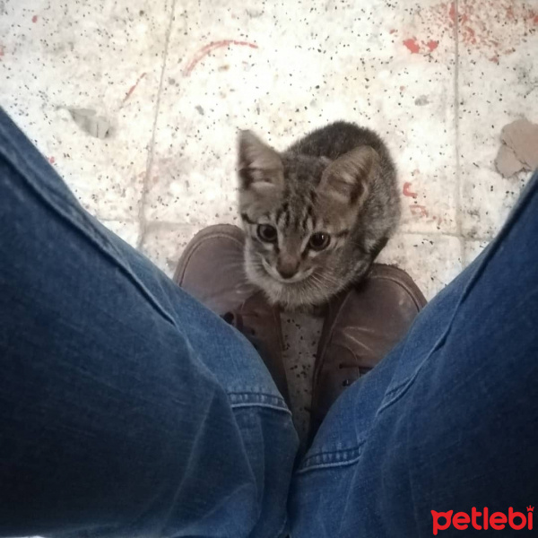 Tekir Kedi, Kedi  Ponçik fotoğrafı