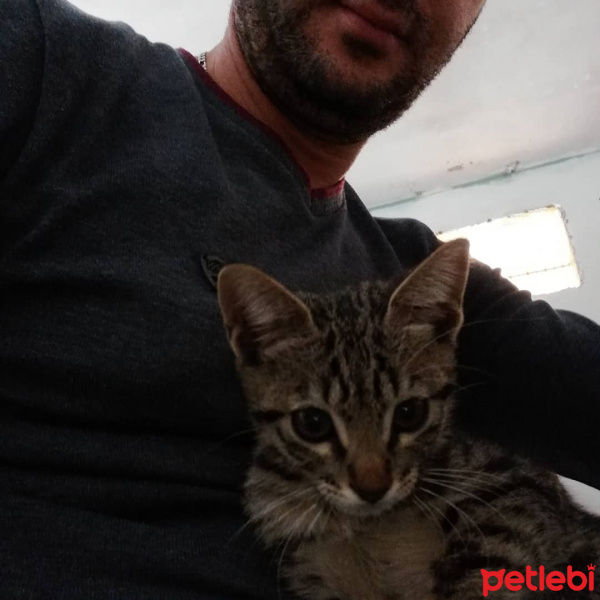 Tekir Kedi, Kedi  Ponçik fotoğrafı