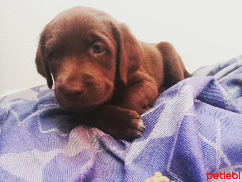Labrador Retriever, Köpek  Taya fotoğrafı